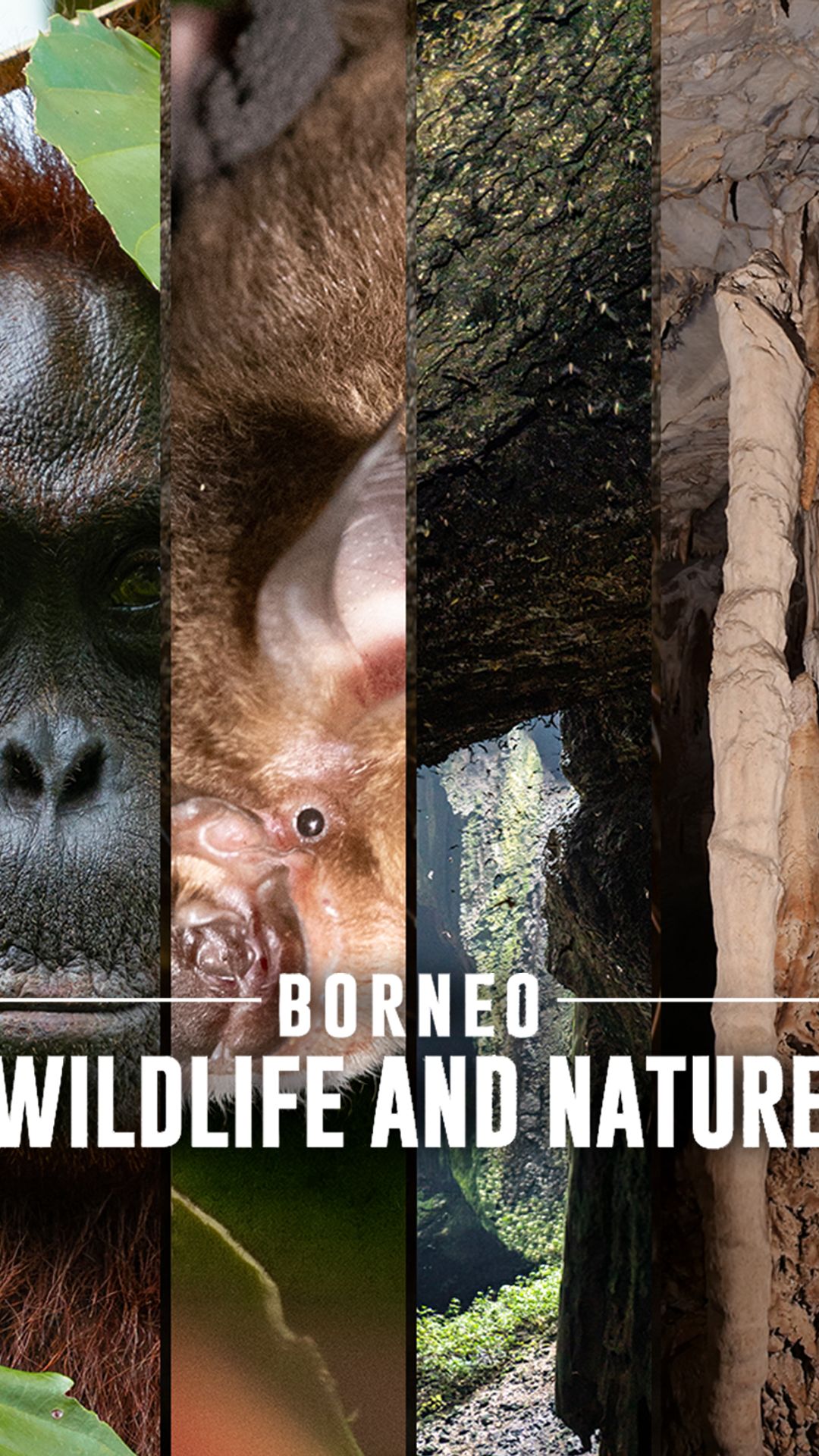 Borneo Wildlife and Nature
