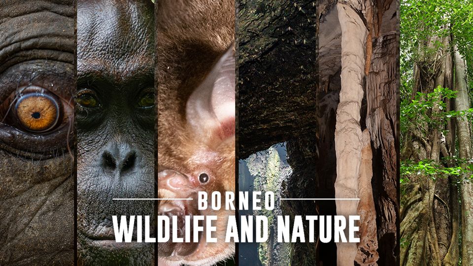 Borneo Wildlife and Nature