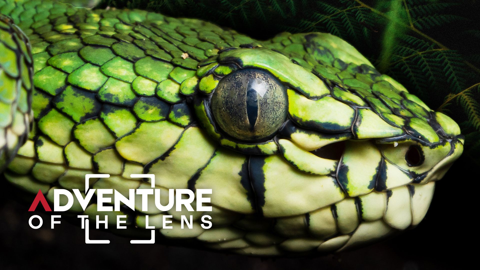 Adventure of The Lens