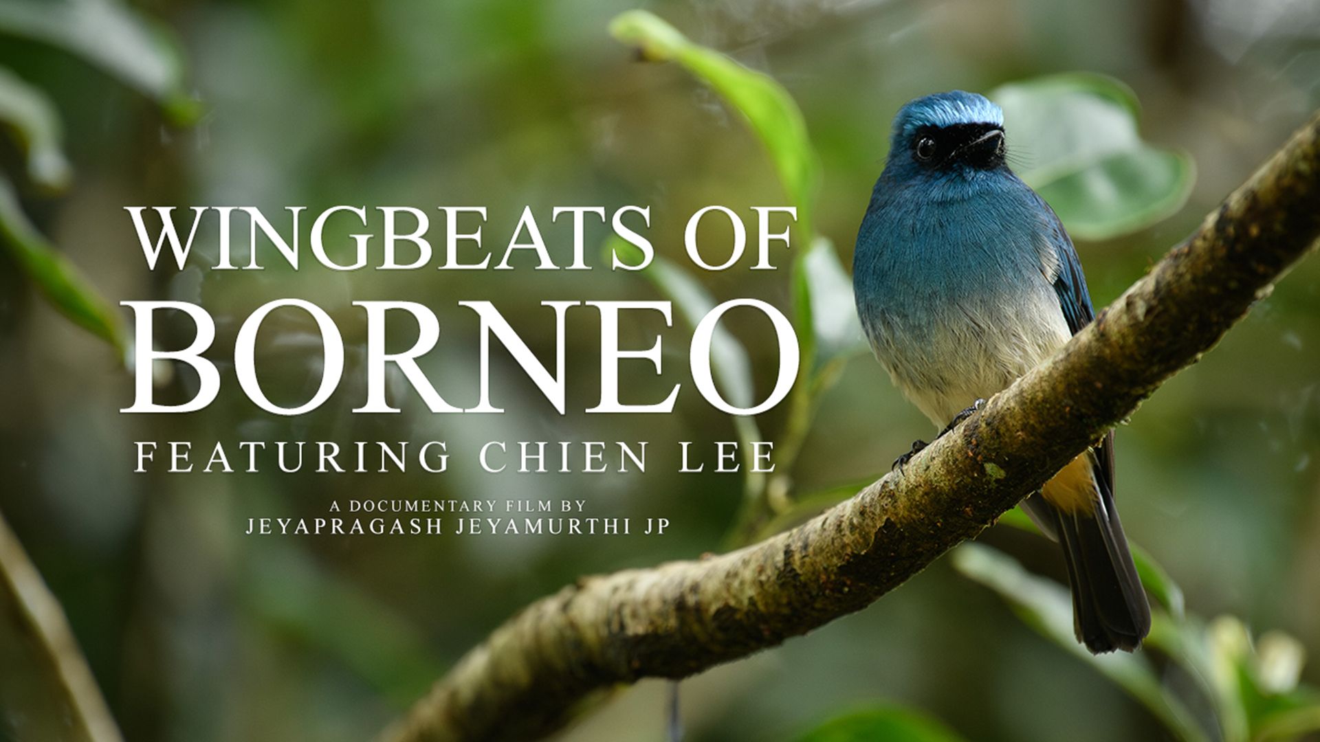 Wingbeats of Borneo