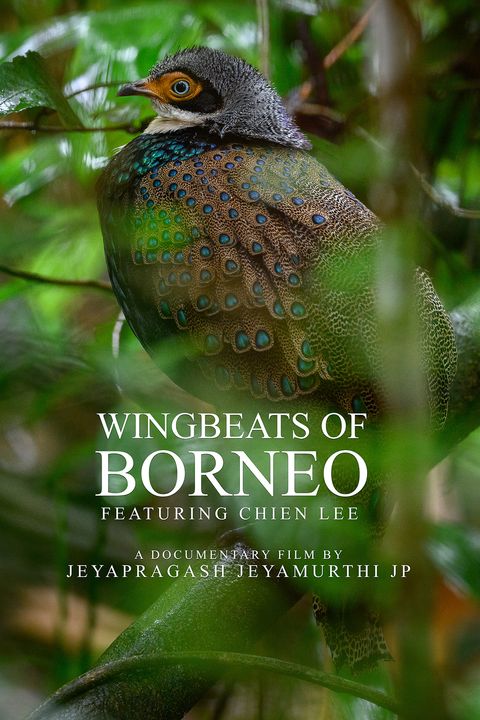 Wingbeats of Borneo